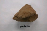 藏品(秀英翁戎螺(模))的圖片